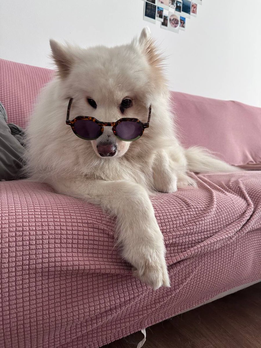 Это расписание моих концертов и фотография очень крутого пса, ради которого я стараюсь выступать как можно больше, чтобы ему хватало на солнцезащитные очки.

🎫 Билеты на сайте danthestranger.org, обратите внимание, что у Хайфы и Тель-Авива появились новые даты, а у