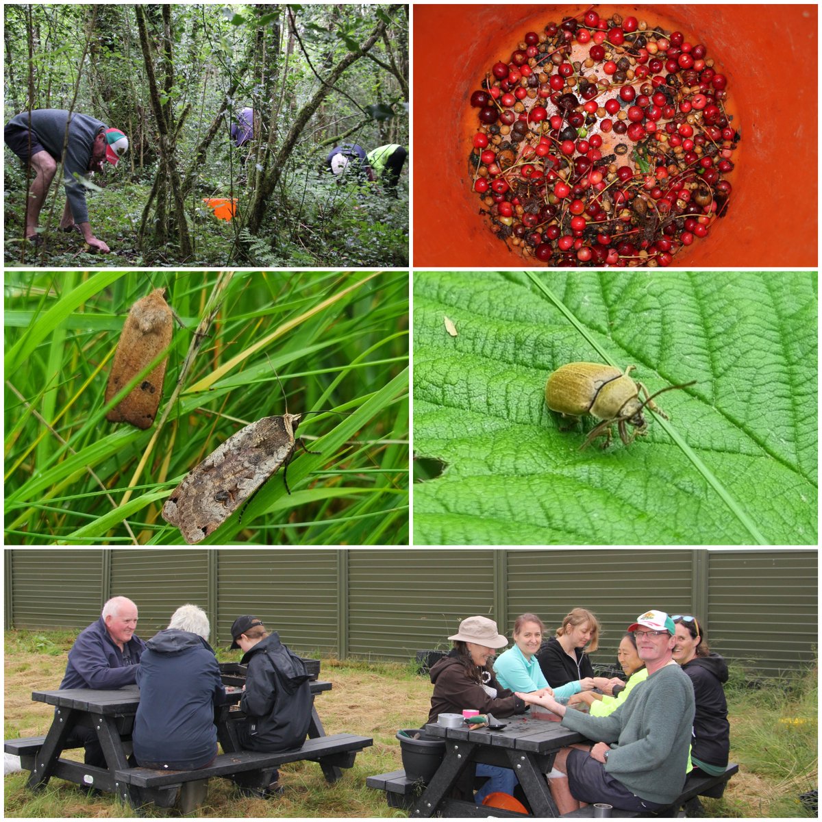 Native Woodland Trust (@nativewoodtrust) on Twitter photo Thanks to support from @forestservice_ie & <a href="/NPWSIreland/">National Parks and Wildlife Service</a>, our Roscommon branch were out collecting Wild Cherry seeds in the iconic St. John's Wood🍒🌳
🌱 357 seeds stratified
🦋 Bio blitz discoveries
💚 1 dedicated Roscommon team
Expanding an ancient woodland—1 seedling at a time Thanks to support from @forestservice_ie & <a href="/NPWSIreland/">National Parks and Wildlife Service</a>, our Roscommon branch were out collecting Wild Cherry seeds in the iconic St. John's Wood🍒🌳
🌱 357 seeds stratified
🦋 Bio blitz discoveries
💚 1 dedicated Roscommon team
Expanding an ancient woodland—1 seedling at a time