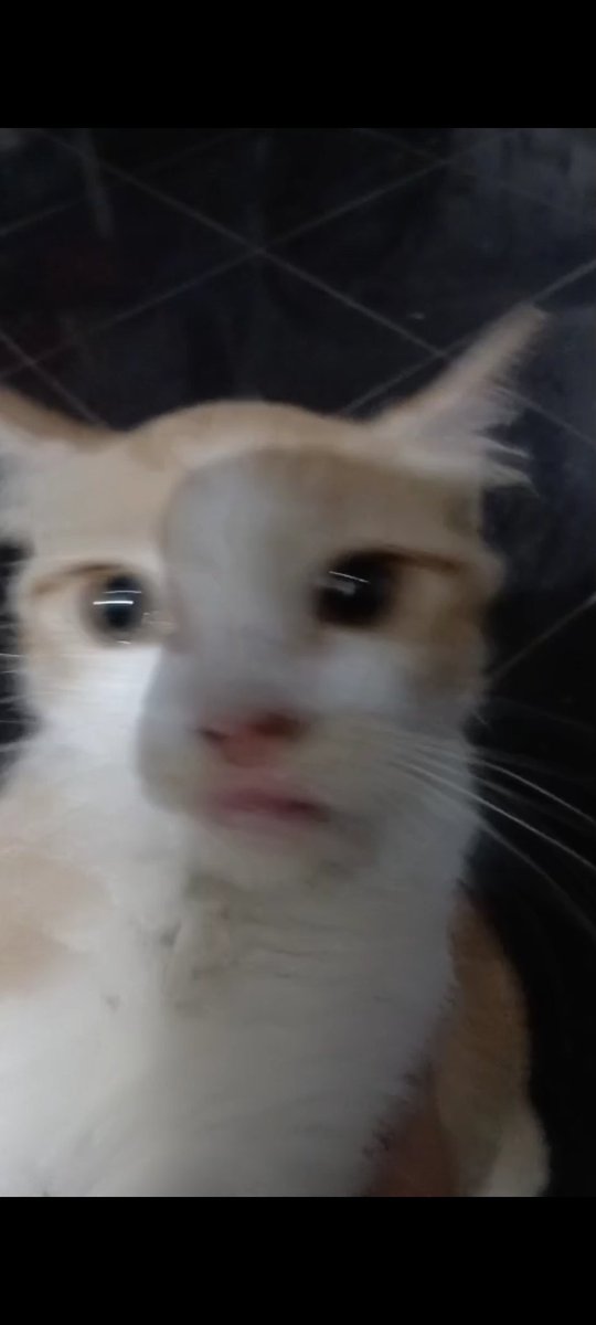 excezed's tweet image. Sayangku, cintaku, yg pegang hatiku.

Reflek : kupejamkan mata ini saat kurindu hadirmu, maka tak sedetik pun bayangmu menghilang. 🫶💞