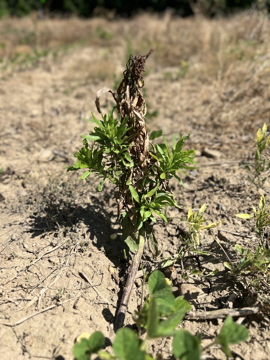 Survival of the fittest and tallest! Weed growth stage at foliar applied herbicide is critical to get the full coverage and complete kill. ⁦<a href="/CornellCALS/">Cornell CALS</a>⁩ ⁦<a href="/WorldofWeeds/">WSSA</a>⁩