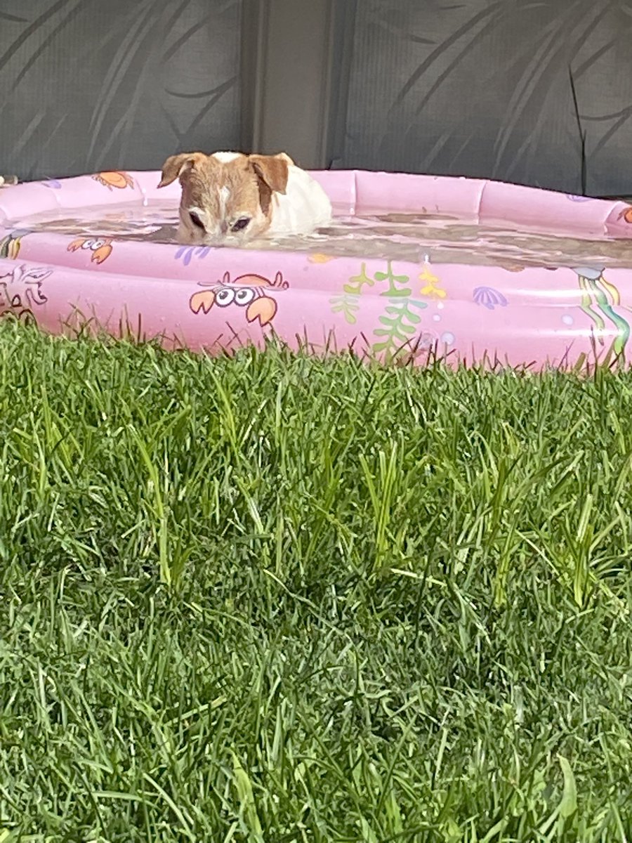 DaisyMaeJack's tweet photo. Bluurb bllllrb bbbblrb 💦💧Translation: Nope not lookin I’m busy 😆🐾♥️ #WontlookWednesday #pooltime #poolball #dogsofX https://t.co/RwqwwXdzZk