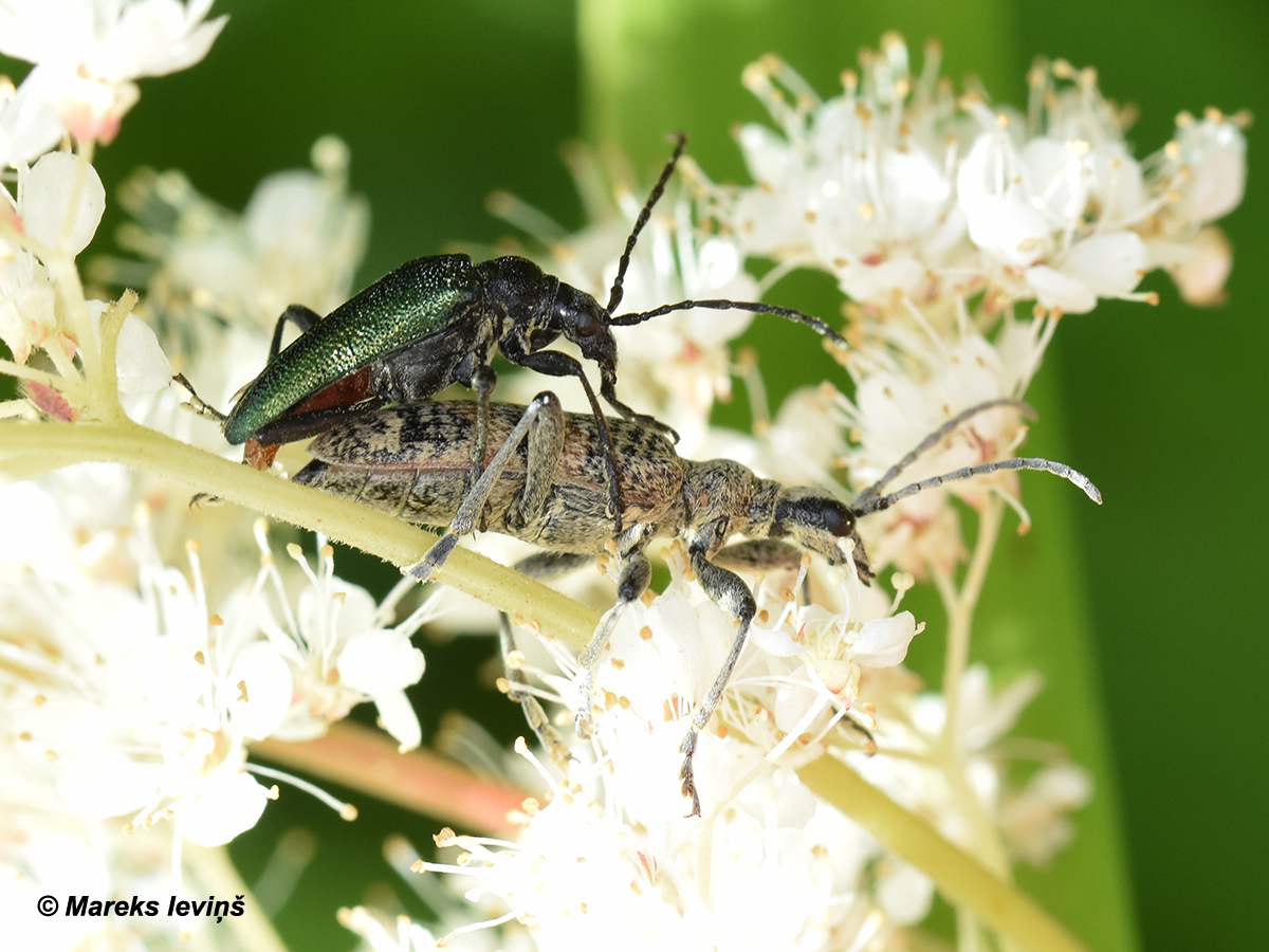 Tā tiek taisītas jaunas sugas.