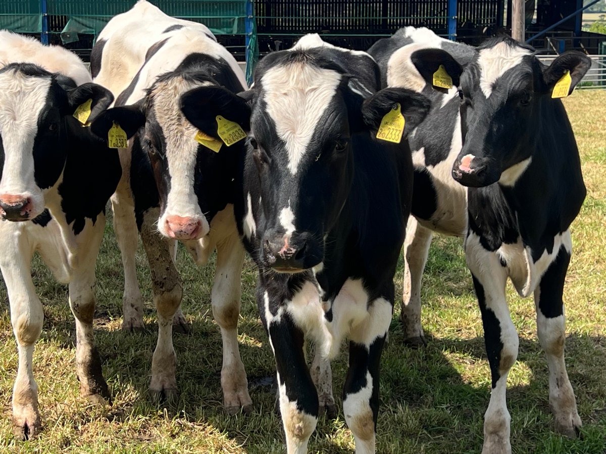 COWSworms's tweet image. For all parasite control in cattle aim to prevent production losses rather than treating disease. Regular weighing and excellent stockmanship are crucial for doing this #healthycattle