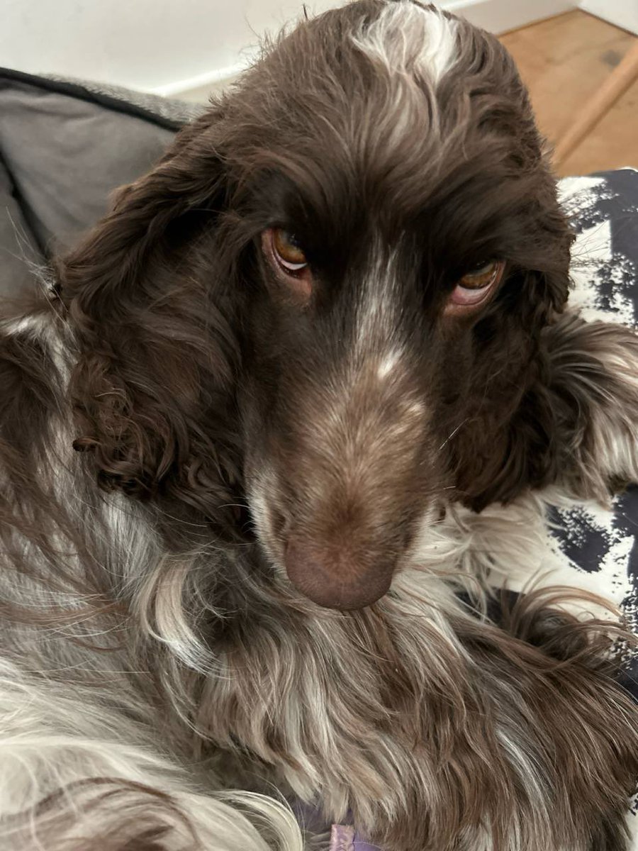 mathis_aa's tweet image. я три дня как в командировке и мне прислали привет от собаки из дома 

кажется меня ждет серьезный разговор когда я вернусь