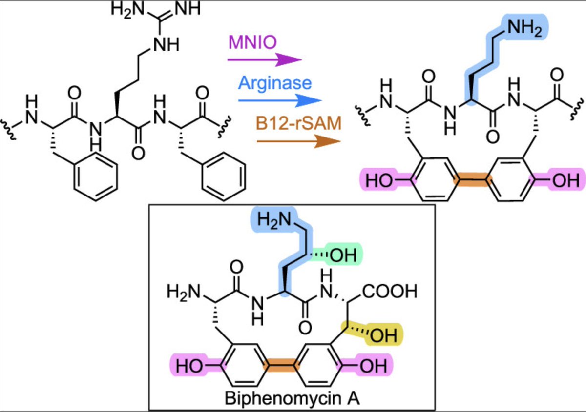 EnzymeChemistry's tweet image. #Biosynthesis of Biphenomycin-like Macrocyclic Peptides by Formation & Cross-Linking of Ortho-Tyrosines by Chandrashekhar Padhi, Lingyang Zhu, Jeff Chen, Chuan Huang, Ryan Moreira, @Challis_Group, Max Cryle, Wilfred van der Donk @ChemistryUIUC in @J_A_C_S pubs.acs.org/doi/10.1021/ja…