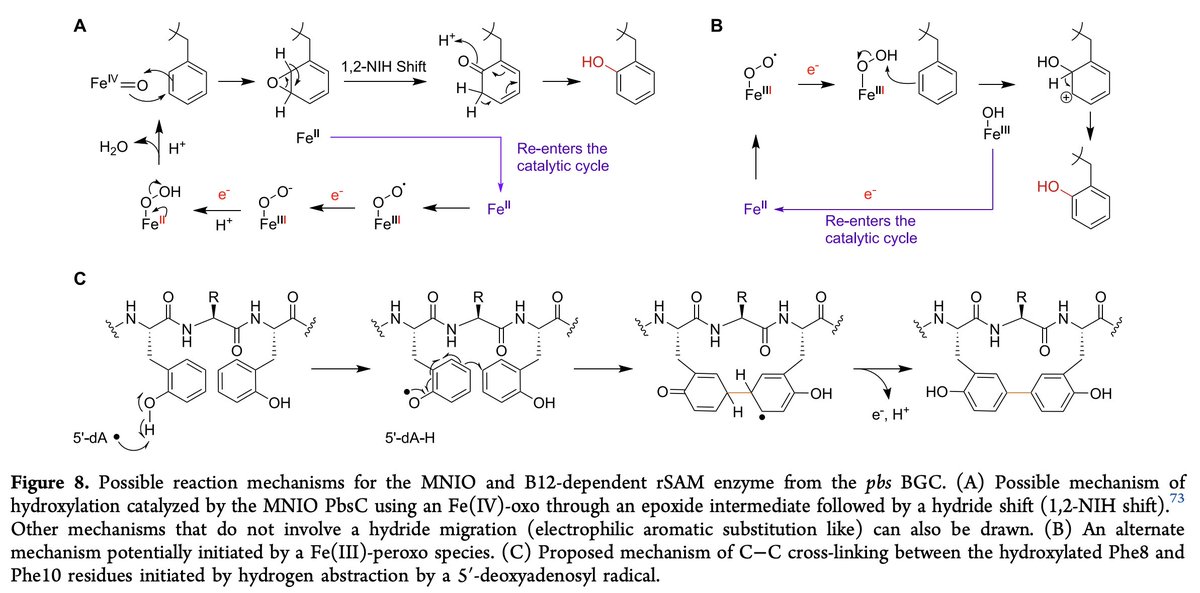 EnzymeChemistry's tweet image. #Biosynthesis of Biphenomycin-like Macrocyclic Peptides by Formation & Cross-Linking of Ortho-Tyrosines by Chandrashekhar Padhi, Lingyang Zhu, Jeff Chen, Chuan Huang, Ryan Moreira, @Challis_Group, Max Cryle, Wilfred van der Donk @ChemistryUIUC in @J_A_C_S pubs.acs.org/doi/10.1021/ja…