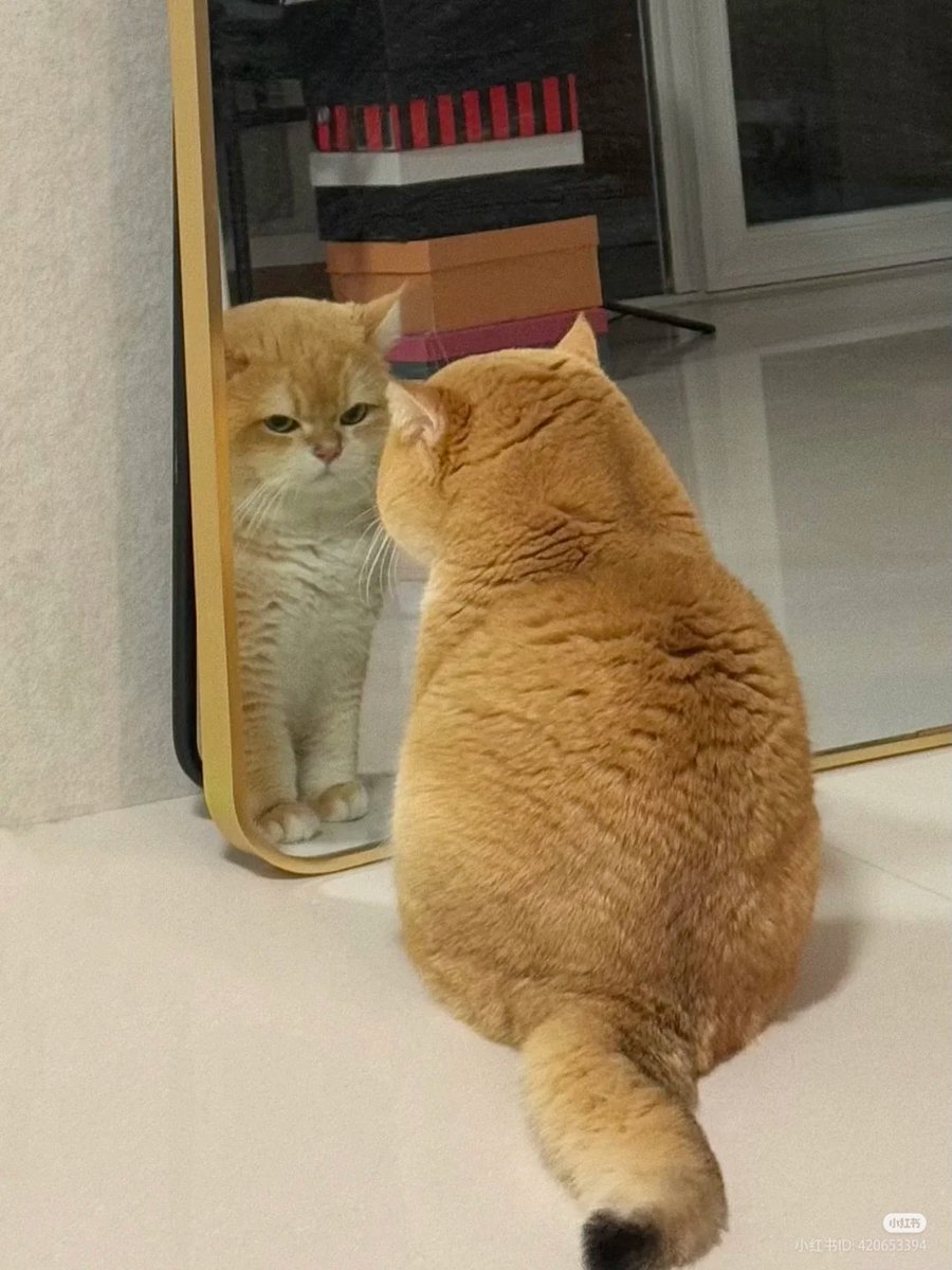 We don't deserve cats 😺 tweet media