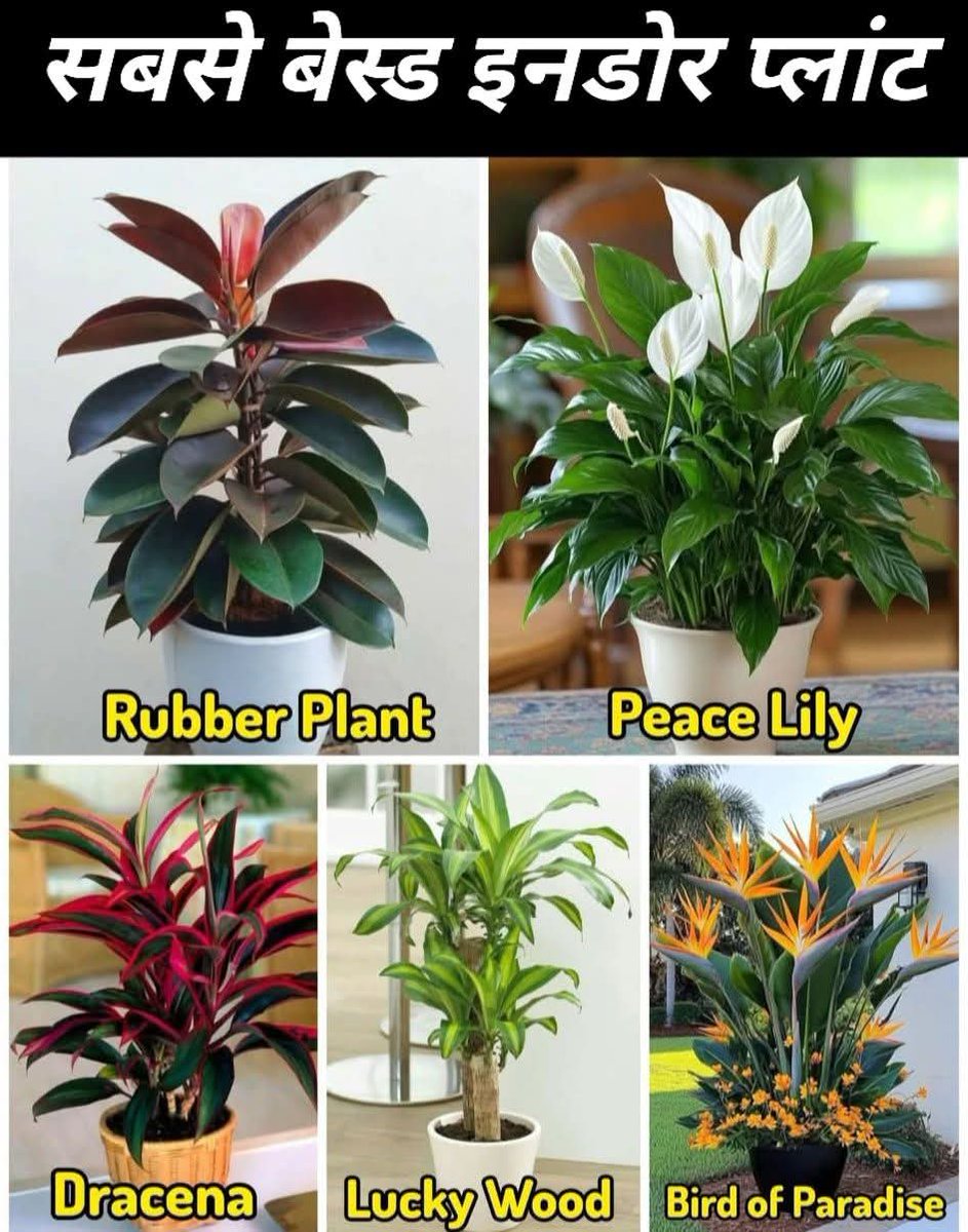 The best indoor plant.