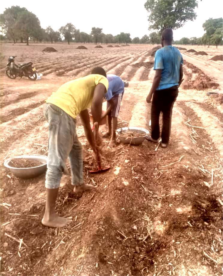 UNPSB4's tweet photo. La préparation du sol, une étape importante dans le processus de la production des semences agricoles.
#BurkinaFaso #Agriculture #UNPS-B
#CampagneAgricole2025-2026 #Lwili https://t.co/gaqP3w0wJz