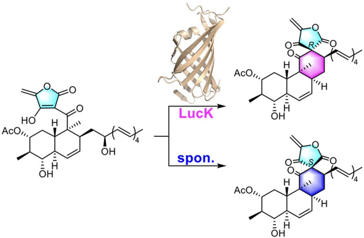EnzymeChemistry's tweet image. #Enzymatic Stereoselective Nucleophilic Cyclization Governs Atypical Spirotetronate Assembly in Lucensimycin A #Biosynthesis by Meng Yu Xi, Bo Zhang, Ting Peng, Xiu Xiu Ma, Ao Zhu, Zi Jie Wang, Yucheng Gu, Ren Xiang Tan, @huiming_nanjing in @J_A_C_S pubs.acs.org/doi/10.1021/ja…
