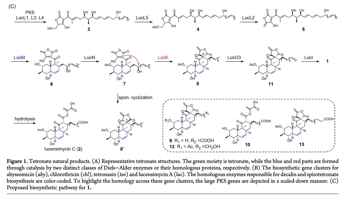 EnzymeChemistry's tweet image. #Enzymatic Stereoselective Nucleophilic Cyclization Governs Atypical Spirotetronate Assembly in Lucensimycin A #Biosynthesis by Meng Yu Xi, Bo Zhang, Ting Peng, Xiu Xiu Ma, Ao Zhu, Zi Jie Wang, Yucheng Gu, Ren Xiang Tan, @huiming_nanjing in @J_A_C_S pubs.acs.org/doi/10.1021/ja…