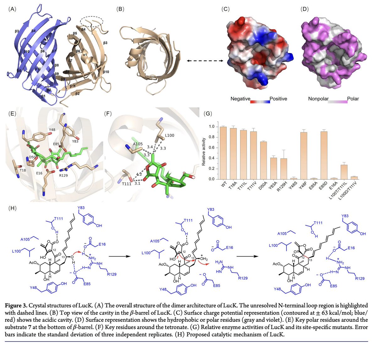 EnzymeChemistry's tweet image. #Enzymatic Stereoselective Nucleophilic Cyclization Governs Atypical Spirotetronate Assembly in Lucensimycin A #Biosynthesis by Meng Yu Xi, Bo Zhang, Ting Peng, Xiu Xiu Ma, Ao Zhu, Zi Jie Wang, Yucheng Gu, Ren Xiang Tan, @huiming_nanjing in @J_A_C_S pubs.acs.org/doi/10.1021/ja…