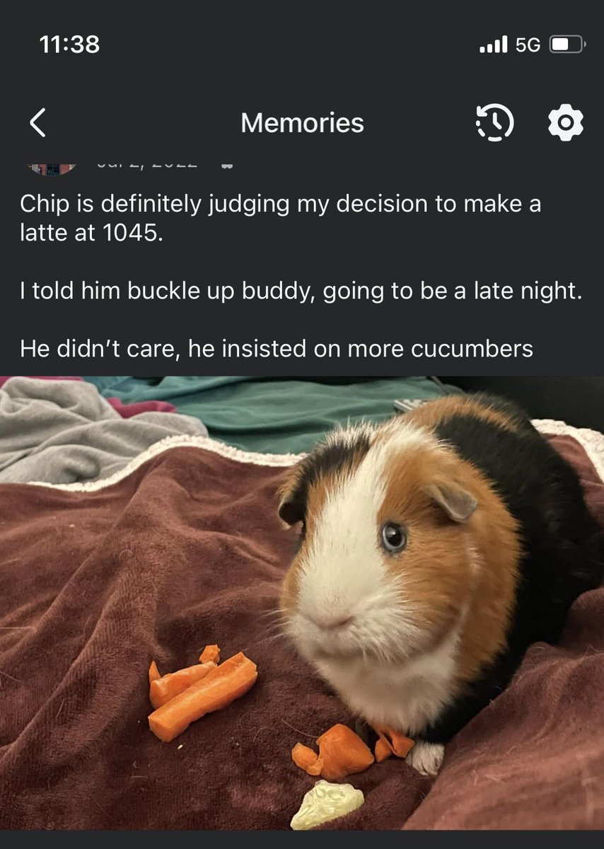 Guinea Pig Central tweet media