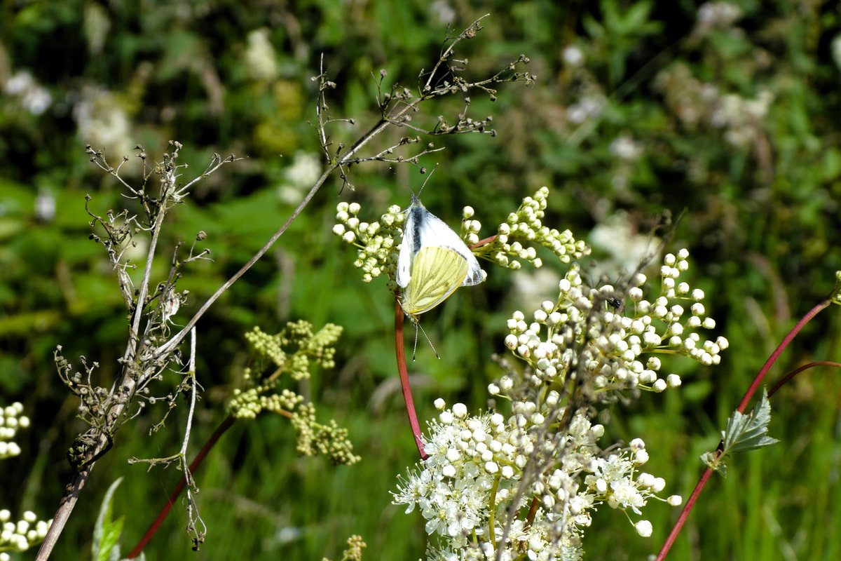 Nothing quite like a romp through a field that hasn't been cut. On a day like today, there's every chance of a range of butterflies who'll be appreciating the wild flowers, in this field meadowsweet, buttercup, bramble and, in pic, tufted vetch, also green-veined whites mating.