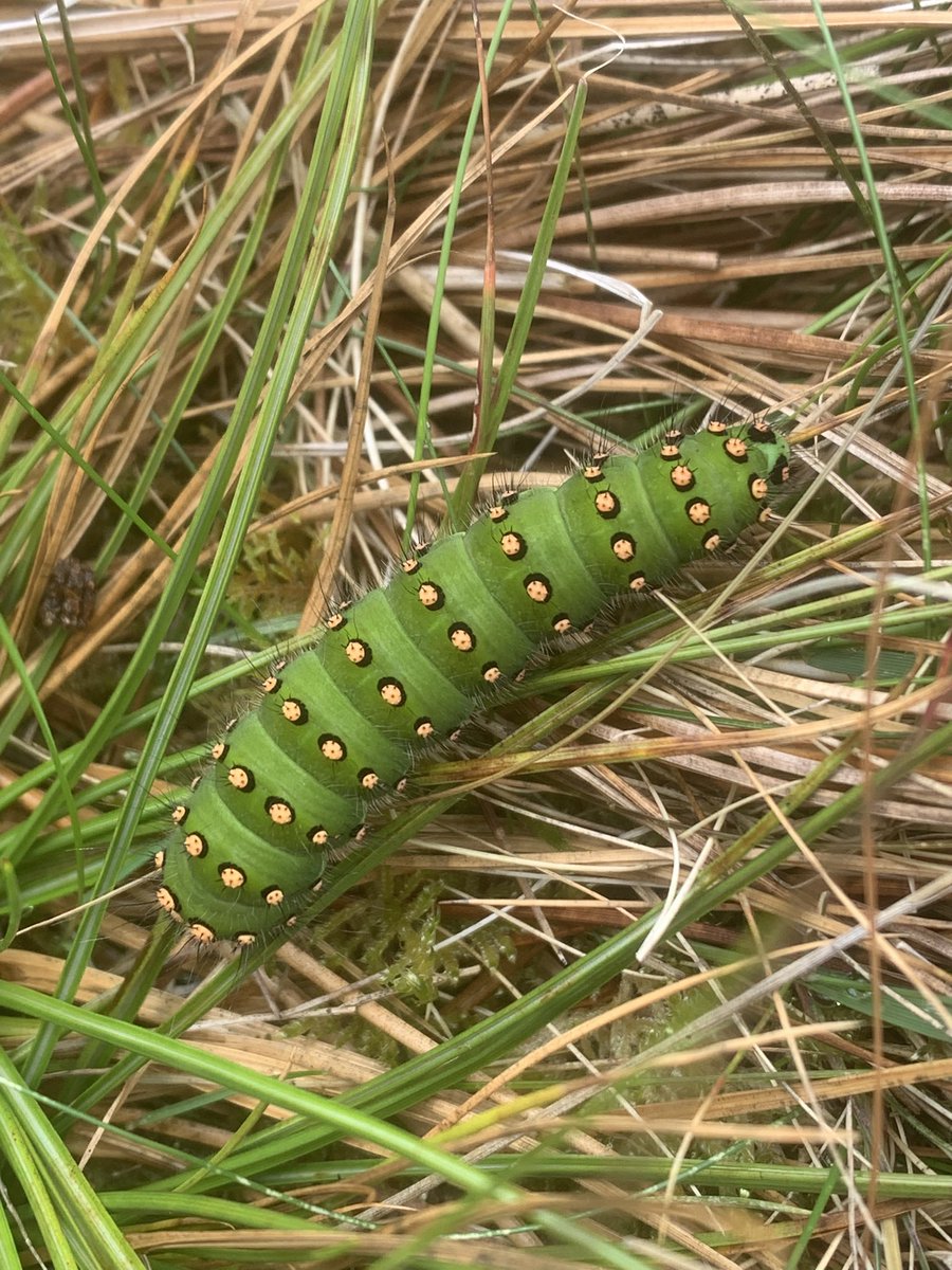 I do like an emperor moth caterpillar. Top bug.