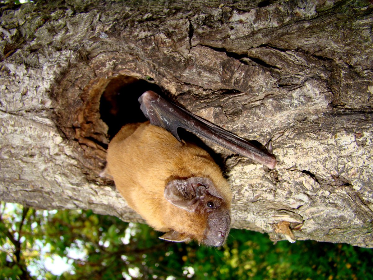 Nature Champions (@naturechampions) on Twitter photo The Noctule Bat is usually one of the first bats to appear in the evening, with calls just audible to the human ear.
In summer, these ginger-golden bats roost in trees with holes made by woodpeckers, rot, or splits.
#NatureChampioned by <a href="/Miles4Lothian/">Miles Briggs MSP</a> with <a href="/_BCT_/">Bat Conservation Trust</a> The Noctule Bat is usually one of the first bats to appear in the evening, with calls just audible to the human ear.
In summer, these ginger-golden bats roost in trees with holes made by woodpeckers, rot, or splits.
#NatureChampioned by <a href="/Miles4Lothian/">Miles Briggs MSP</a> with <a href="/_BCT_/">Bat Conservation Trust</a>