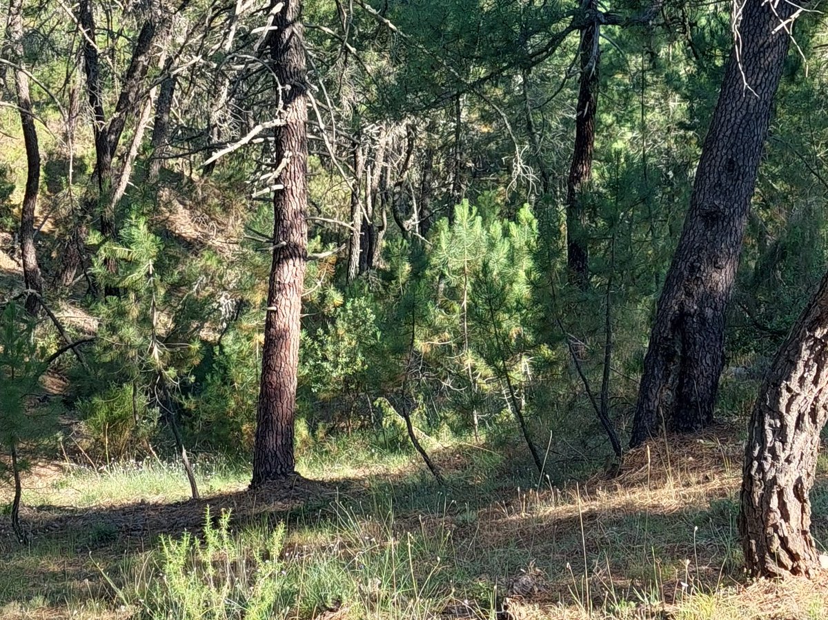 Pequeños golpes de brinzales de pino rodeno que se han regenerado de manera adelantada y que debemos apoyar con cortas en el estrato superior para favorecer la diversidad estructural del rodal. 
#MUP 117 <Fuente Pinilla> de Beas de Segura
