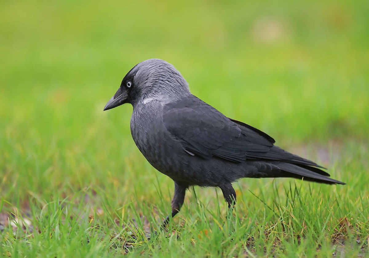 [#Presse] Sur #Aron en <a href="/lamayenne/">La Mayenne, le Département</a>, Frédéric Gouallier est, comme d'autres agriculteurs, impacté par le #Choucasdestours. 12 ha de maïs touchés cette année, 45000 euros de perte sur 3 ans... <a href="/fdsea53/">FDSEA53</a> et <a href="/JEUNESAGRI53/">JAMAYENNE</a> avec le soutien technique de <a href="/ChambagriPdL/">Chambres agri PdL</a> poussent le dossier.