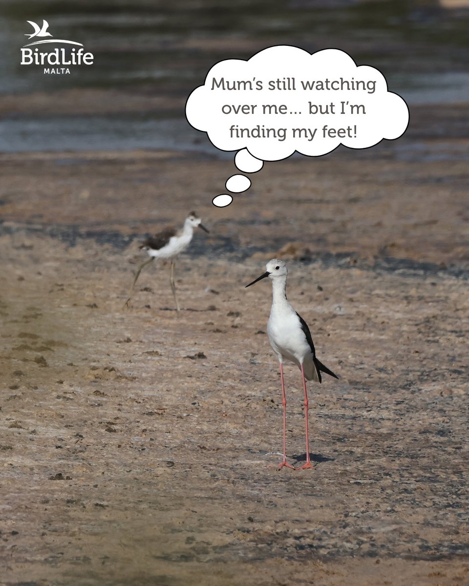 🐣 Success takes vision, care and commitment. 

Thanks to BirdLife Malta’s dedicated habitat management, birds like the Black-winged Stilt and the Little Ringed Plover continue to breed safely at our nature reserves! 🌿

Our wetlands are alive with new life – a testament to