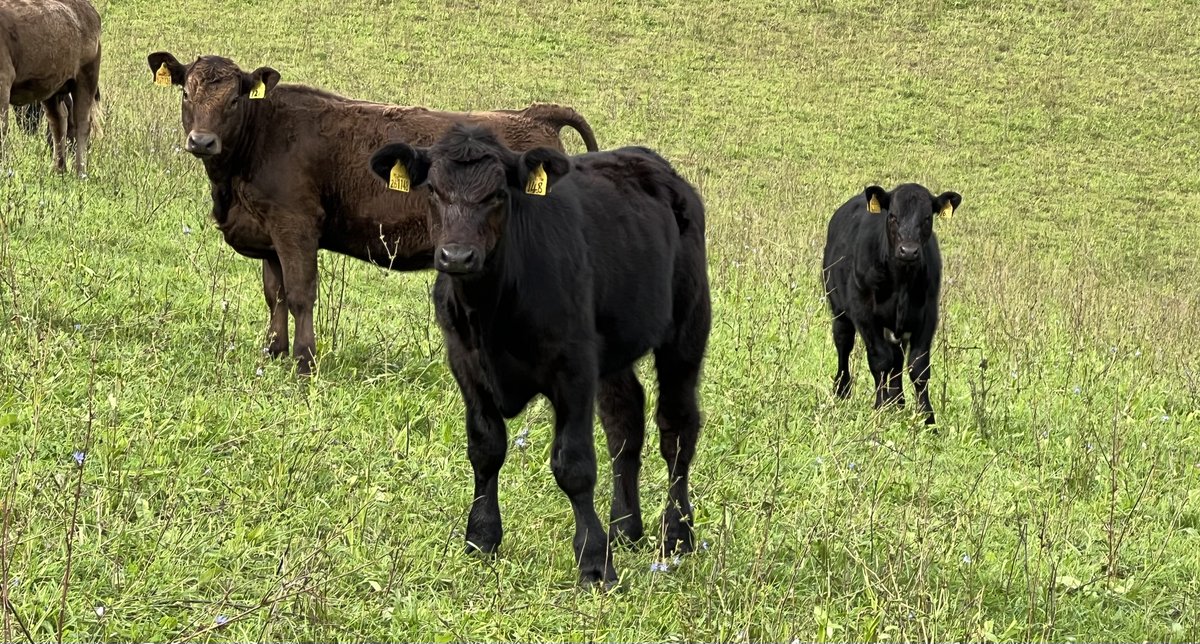 COWSworms's tweet image. All-group treatments provide strong selection pressure for anthelmintic resistance. It is better to take an evidence-based approach by monitoring growth and doing faecal egg counts (FECs) & only treating animals that really need treating.