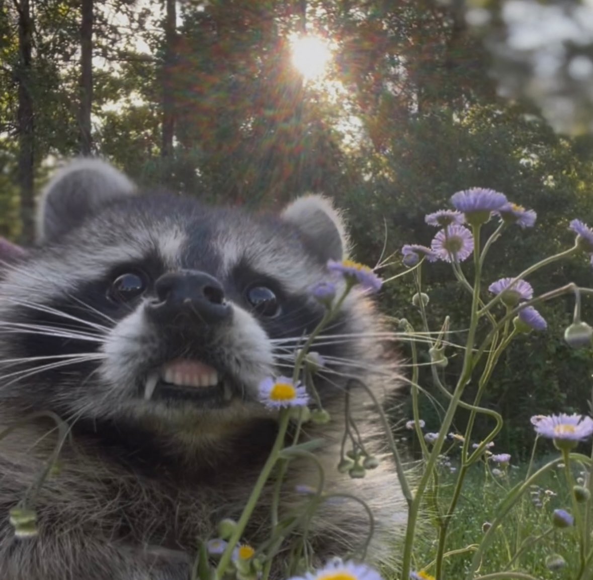 raccoonesthetic's tweet photo. guess his name (it starts with an E) https://t.co/svuxxY5ek0