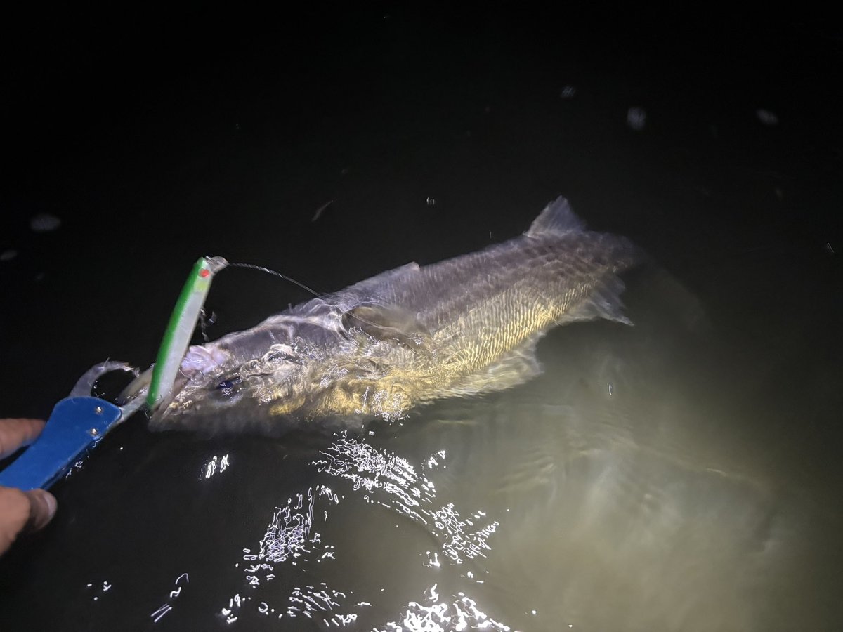 zgVlptzC2LrbsH8's tweet image. 地元ポイントええ感じ
#APIP
#ラムタラ130
#eclipse
#バロール130