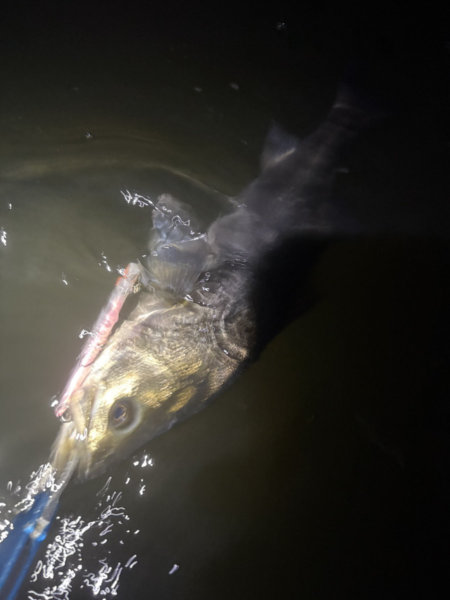 zgVlptzC2LrbsH8's tweet image. 地元ポイントええ感じ
#APIP
#ラムタラ130
#eclipse
#バロール130