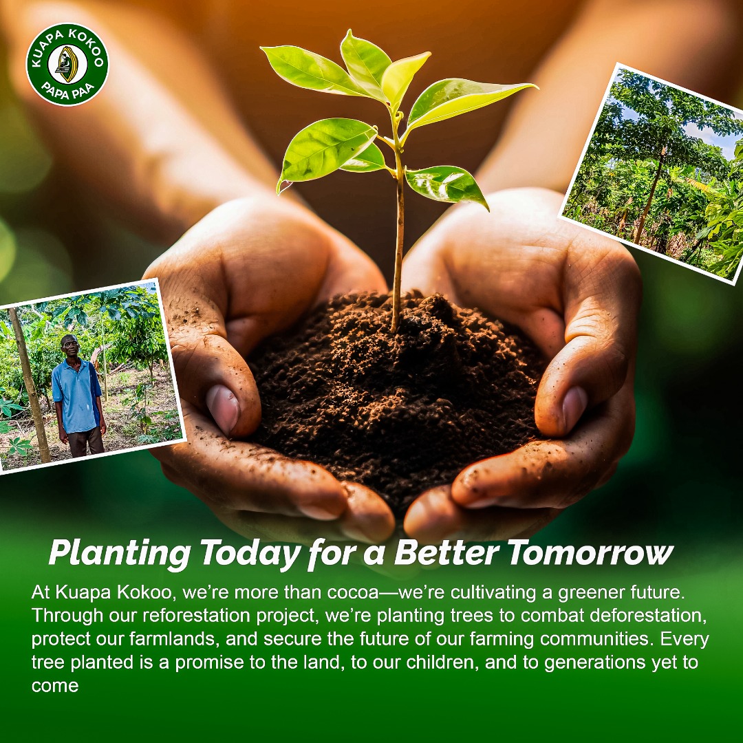 caption: “These trees will shade our future. That’s why we planted them.” —  Kuapa Kokoo
Join us. Grow with us. Support sustainable cocoa farming.
kuapakokoo.com
#KuapaKokoo #GreenCocoa #ReforestationGhana #SustainableFarming