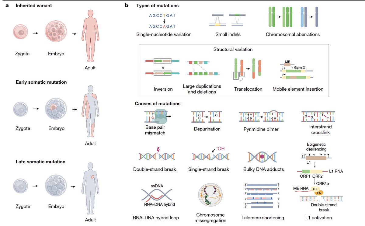 We are all somatic mutation mosaics.
"There are trillions of cells in a human body and so the total number of somatic mutations acquired in a single individual may well exceed quadrillions, millions of times the size of the human genome." <a href="/Nature/">nature</a> nature.com/articles/s4158…