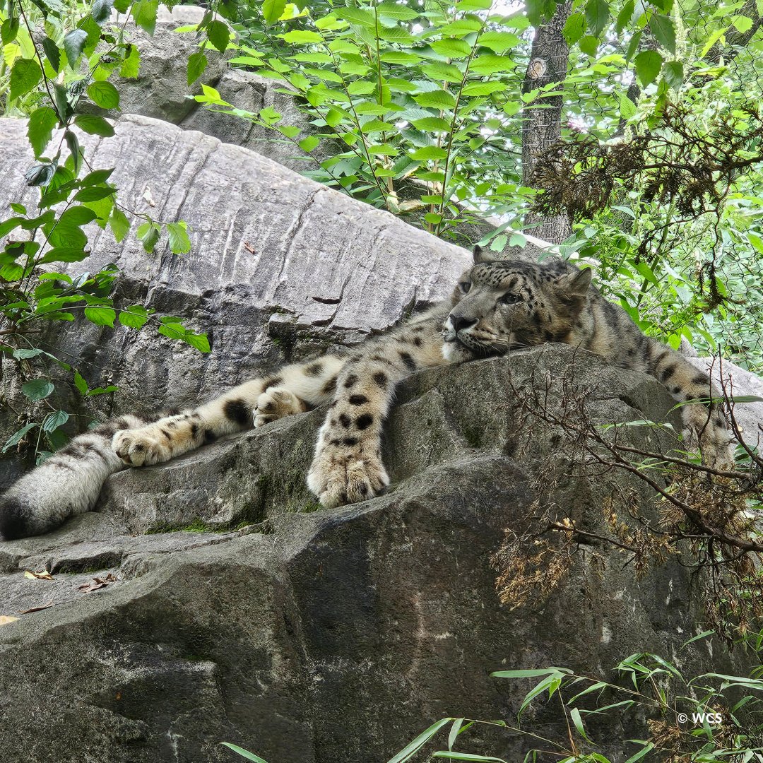 centralparkzoo's tweet image. On hot days, our animals find ways to cool down, just like us. Many take a dip in a pool or find a shady spot to relax. Our snow leopards like to lay out on a cool rock under trees. They often lay with legs extended to increase the amount of their body in contact with the rock.