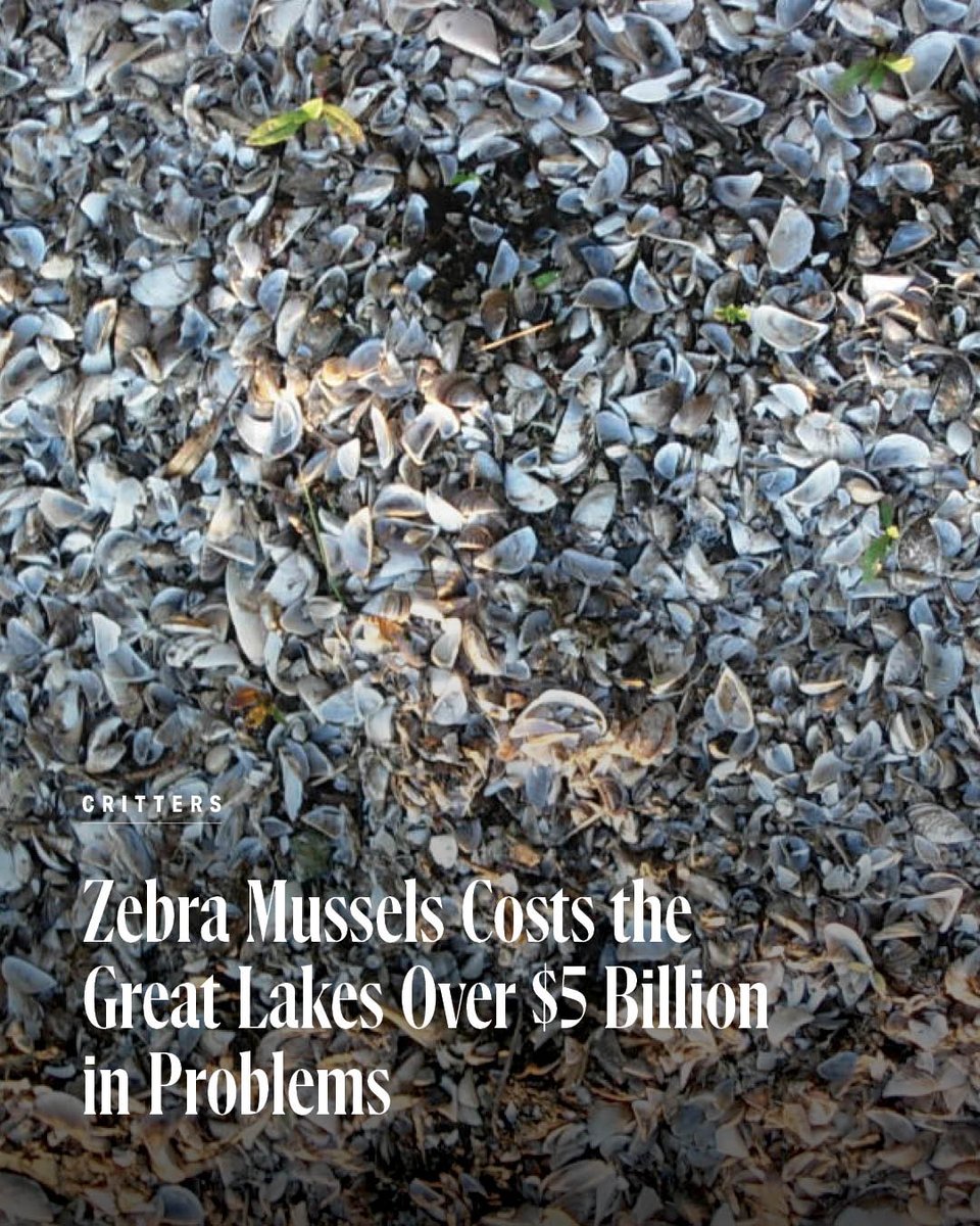 ClevelandMag's tweet image. Zebra mussels are only the size of a fingernail but can cause irreversible environmental and economic damage.
clevelandmagazine.com/in-the-cle/dev…