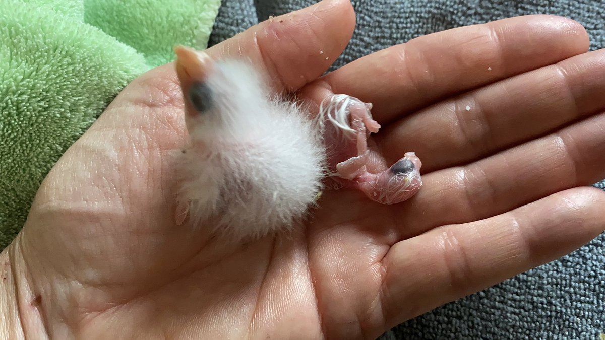 DominikaWalus's tweet image. A takie toto było malutkie, puchate i grzeczniutkie… 
😂
#SwiftParrot