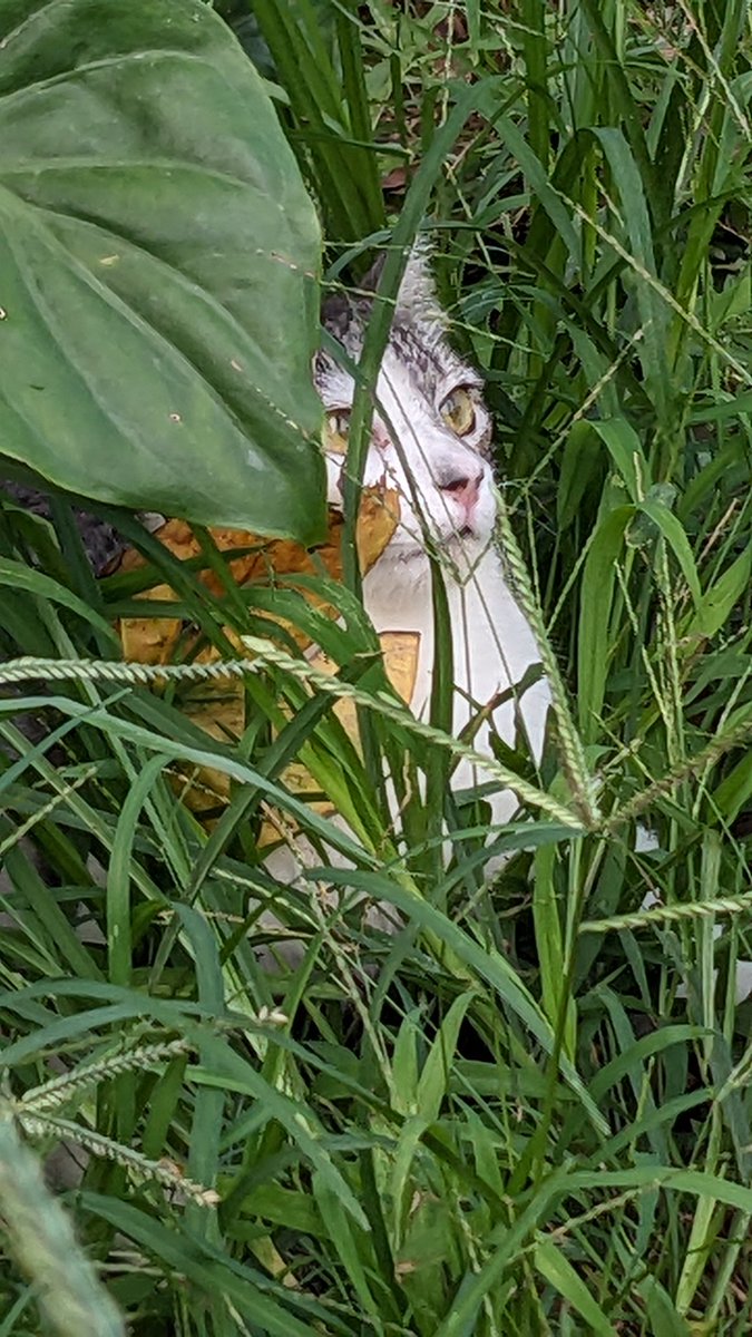 Xiat's tweet image. Morning! #Whilewalking #nature #photography #cat #ThePhotoHour