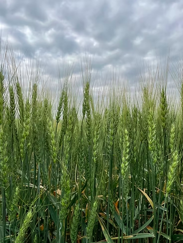 AAC Network Winter Wheat is a milling quality winter wheat with high protein, stands very well and has good winter survival.

🔗 seednet.ca/aac-network-1