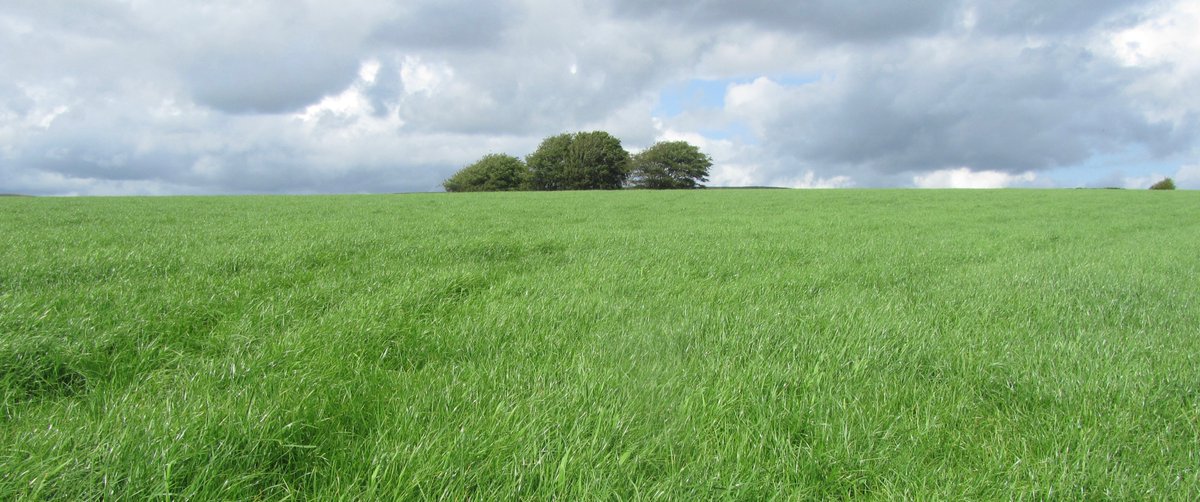 COWSworms's tweet image. Graze youngstock on hay and silage aftermaths as they become available as these fields will have a low parasite burden #safergrazing
