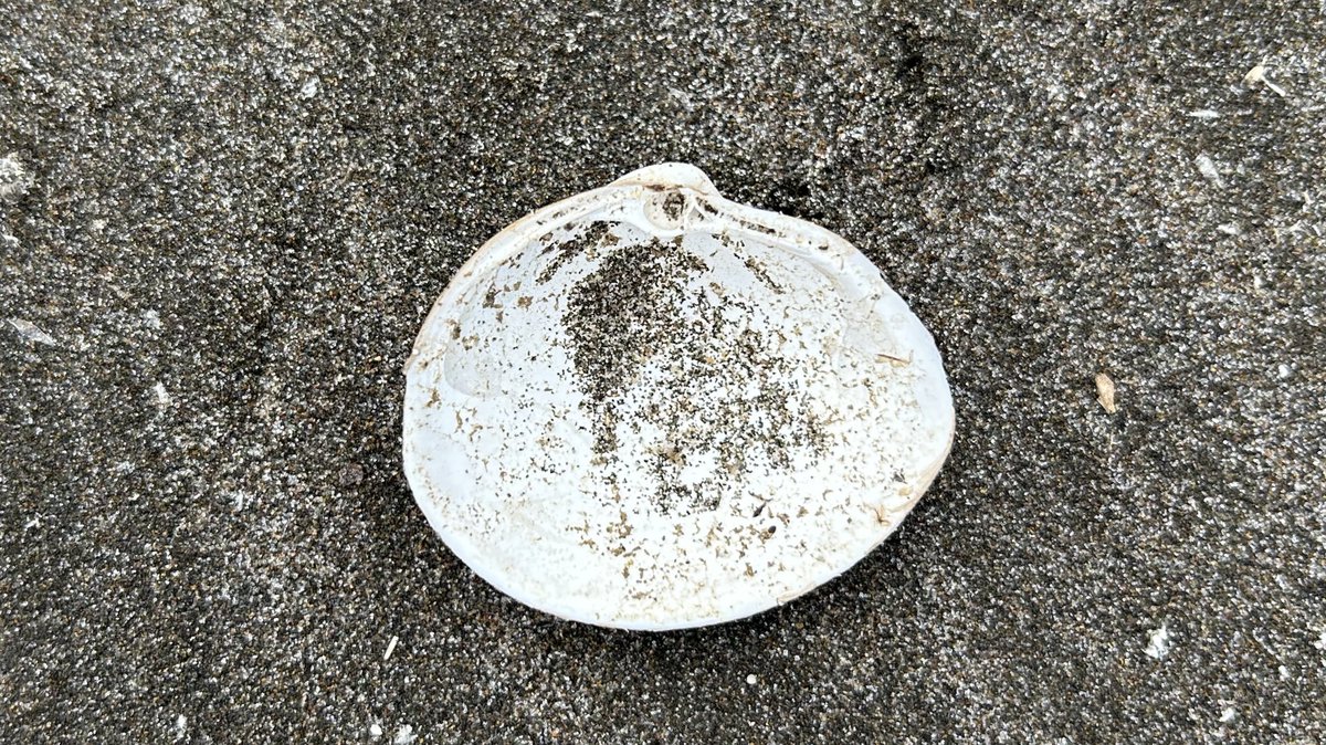 北寄貝。ホッキガイ。オホーツク海