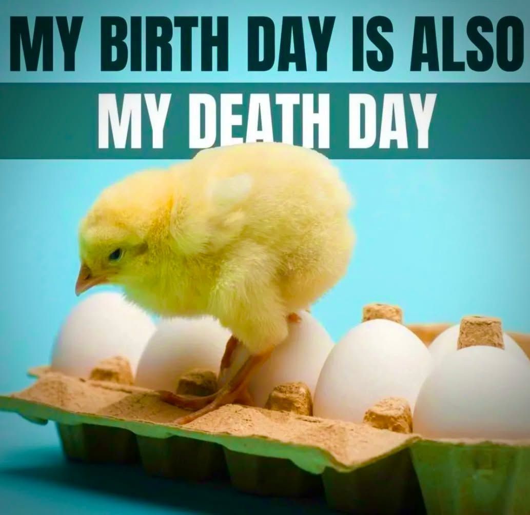 Male chicks are killed on the very day they're born...

"Why," you ask?

Because the Egg Industry views them as "useless" since they can't produce #eggs and aren't artificially engineered to grow quick or big enough to become #meat.

The methods of slaughter are just brutal, too.