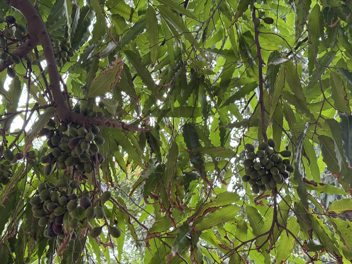 Shubhranshee's tweet photo. Fruit of Ashoka  is borne in clusters of 10–20, initially green but turning purple or black when ripe.
Kingdom:Plantae
Clade:Angiosperms
Clade:Magnoliids
Order:Magnoliales
Family:Annonaceae
Subfamily:Malmeoideae
Tribe:Miliuseae
Genus:Monoon
Species: M. longifolium https://t.co/K29ZD2clMR