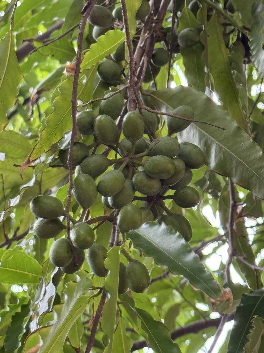 Shubhranshee's tweet photo. Fruit of Ashoka  is borne in clusters of 10–20, initially green but turning purple or black when ripe.
Kingdom:Plantae
Clade:Angiosperms
Clade:Magnoliids
Order:Magnoliales
Family:Annonaceae
Subfamily:Malmeoideae
Tribe:Miliuseae
Genus:Monoon
Species: M. longifolium https://t.co/K29ZD2clMR