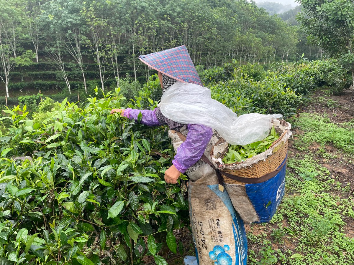 Du thé au café : une révolution culturelle en Chine.
Les goûts changent et les jeunes Chinois deviennent de plus en plus de gros consommateurs de café. Et cette évolution a aussi changé la vie des paysans de la province du Yunnan.
Reportage ☕️
radiofrance.fr/franceculture/…