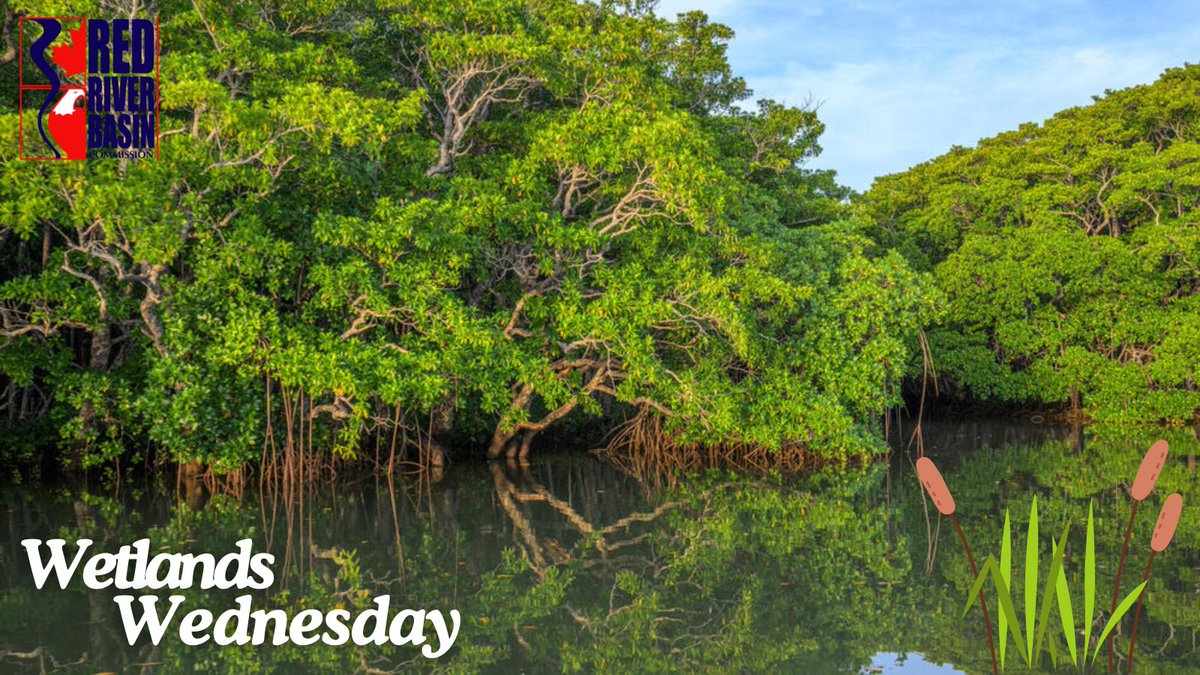 Fiji's communities fiercely protect their Great Sea Reef &amp; vital mangrove wetlands! These "blue forests" are key for habitat, storm protection, and culture. Community-led conservation, mixing tradition with science, helps them fight climate change. 
worldwildlife.org/magazine/issue…
