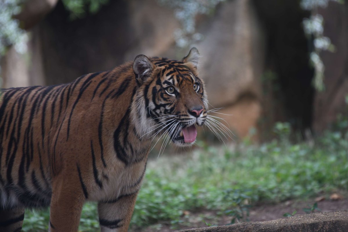 Riverbanks Zoo (@riverbankszoosc) on Twitter photo Meet Suci, a Sumatran tiger, who recently joined the Riverbanks family! Her move from <a href="/MemphisZoo/">Memphis Zoo</a> is part of a vital effort to protect her critically endangered species. She’s settling in and already stealing hearts. Meet Suci, a Sumatran tiger, who recently joined the Riverbanks family! Her move from <a href="/MemphisZoo/">Memphis Zoo</a> is part of a vital effort to protect her critically endangered species. She’s settling in and already stealing hearts.