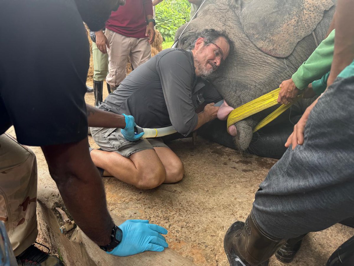 For the first time in Cambodia, a tusk extraction under general anaesthesia was successfully performed - saving Chi Chlorb the elephant. Led by UP’s Prof Gerhard Steenkamp, this cross-border effort marks a huge leap in #WildlifeConservation: ow.ly/V01C50Wjyho

#ProudlyUP