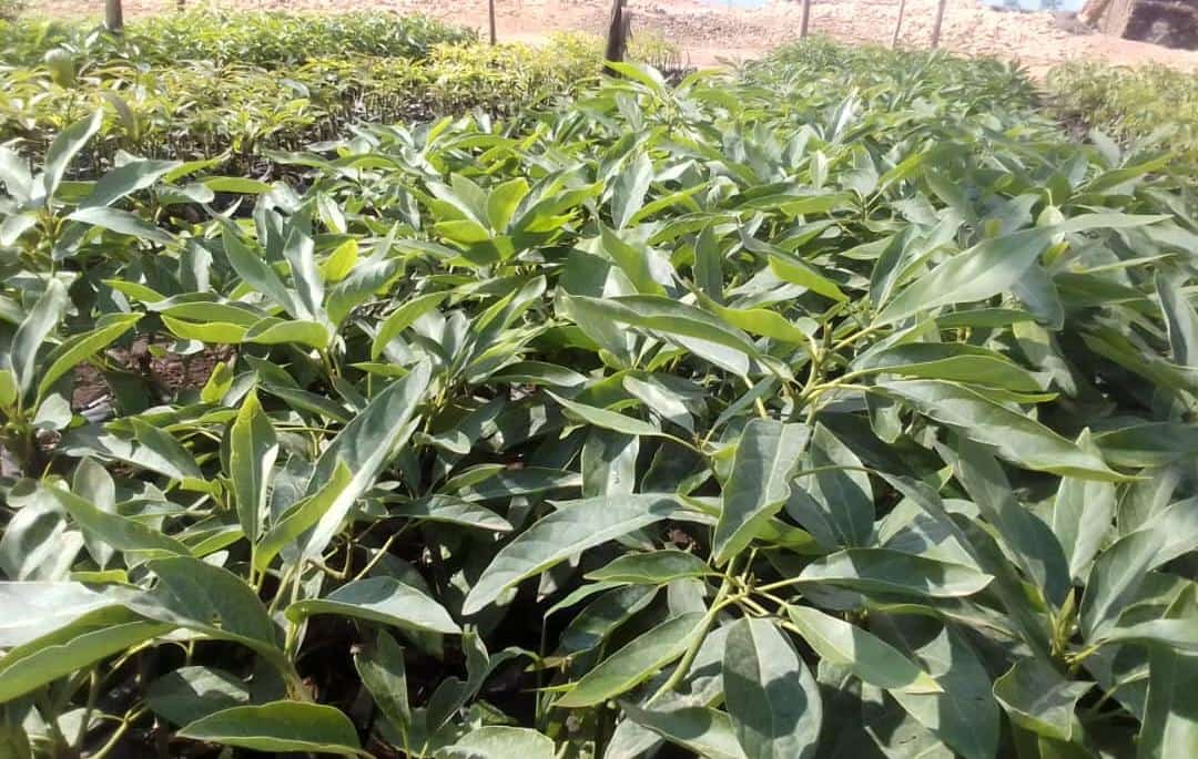 Have you ever wondered where you can buy quality seedlings to plant in this season?

Don't worry. In our nurseries, we have it for you. Kindly visit our nursery or call us!

#YourPartnerInGreener