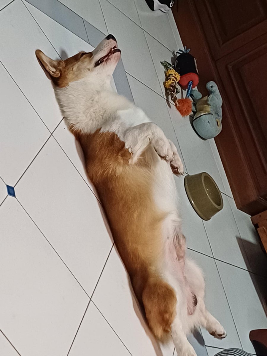 #corgi #CorgiLover #Dogslover