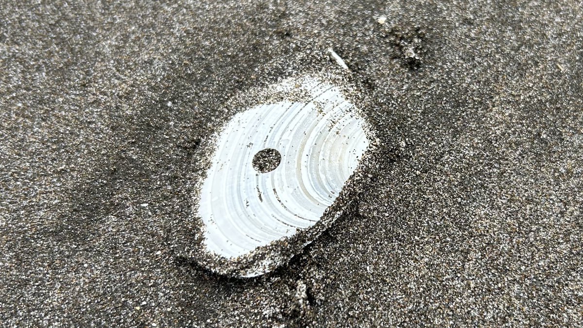 シロガイ（サラガイ）？　オホーツク海