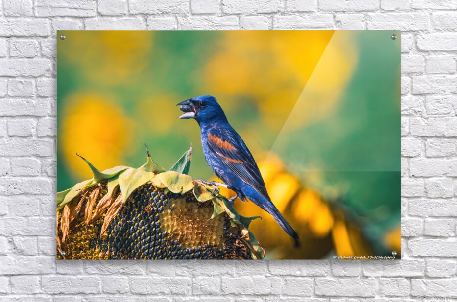 Planet_Chad's tweet image. When I think of summer, sunflowers and blue grosbeaks come to mind. I'm choosing this photo of them from my #pictorem gallery for the month of July.

This print is available at pictorem.com/933746/blue-gr…

#birds #sunflowers #summer #wallart #walldecor #prints #InteriorDesign