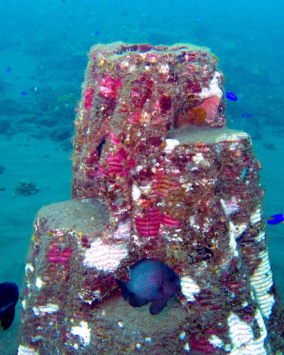A UK startup called Resting Reef is pitching reefs made from human ashes to revive damaged sea beds. A pilot project in 2024 attracted 46 new species to the location and achieved four times more biodiversity than areas that were struggling. 

Full Story- buff.ly/5dZLqBz