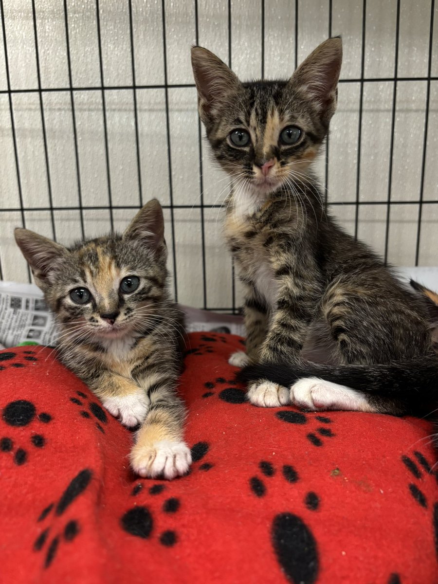 AggielandHumane's tweet image. Friendly reminder that adopting TWO kittens is always better than adopting one. 

Speaking of two kittens, do you guys think Aurora and Jasmine are cute 😊