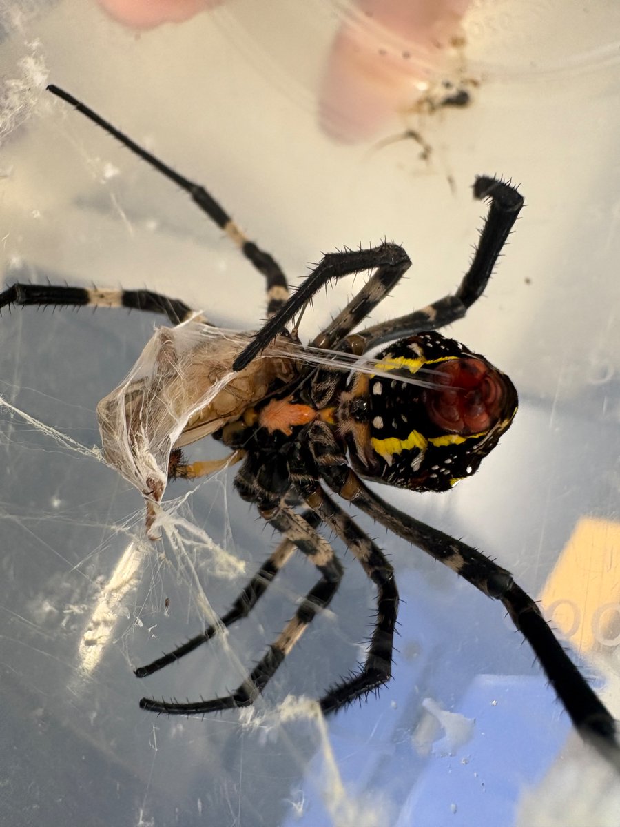 tohobio_web's tweet photo. 部員がどこぞで取ってきて部室で飼育中のコガネグモに餌やりです
糸イボから糸を出す様子が鮮明に見えます https://t.co/y4eGtrfM3m
